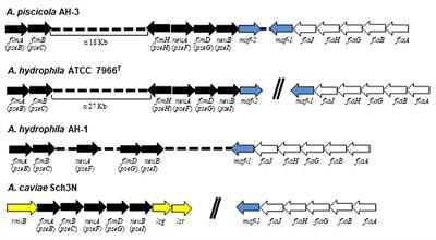 Polar Flagella Glycosylation in Aeromonas: Genomic Characterization and Involvement of a Specific Glycosyltransferase (Fgi-1) in Heterogeneous Flagella Glycosylation